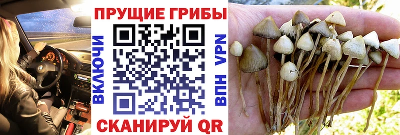 купить  сайты  Юхнов  Псилоцибиновые грибы Psilocybine cubensis 